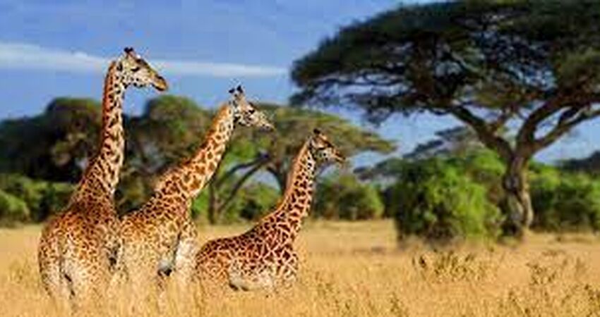 7 Days Tanzania Private Tour