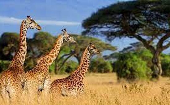 7 Days Tanzania Private Tour